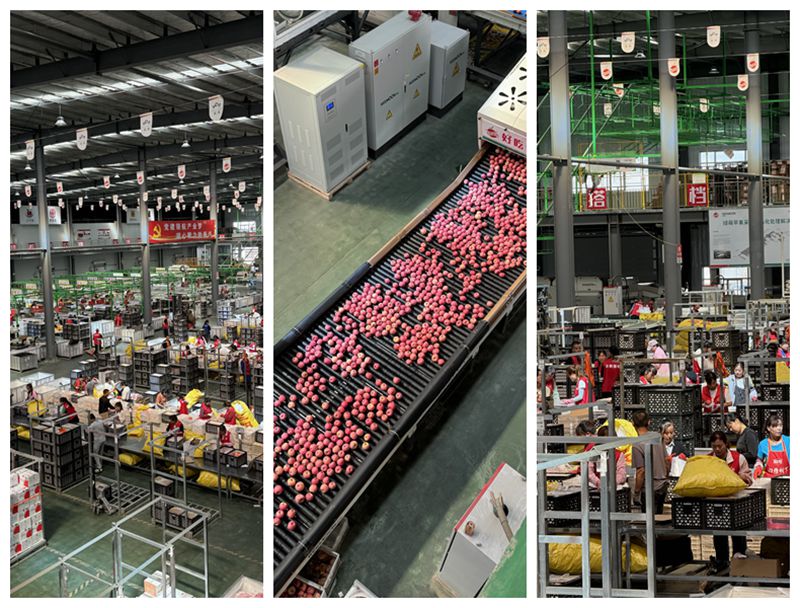 理論-實(shí)踐零距離 見(jiàn)證洛川縣“延剛果業(yè)”中新質(zhì)生產(chǎn)力賦能縣域數(shù)字經(jīng)濟(jì)發(fā)展新篇章